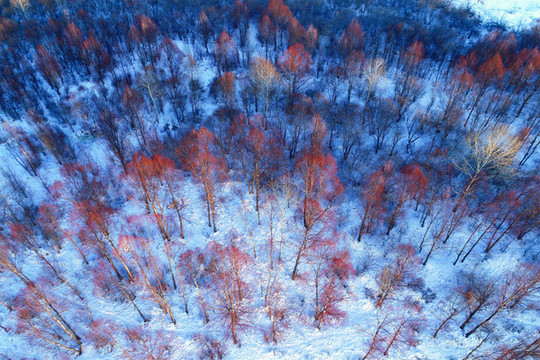 林海雪原紅柳樹林