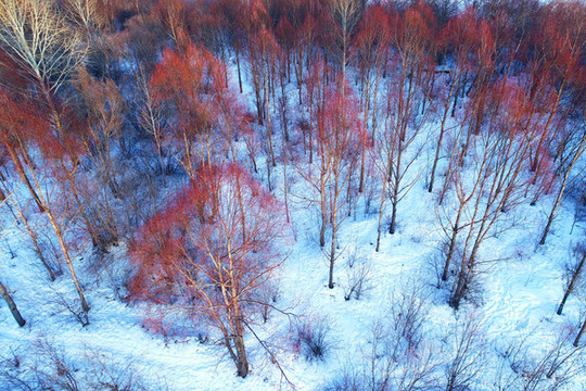 雪域紅樹林密林雪景
