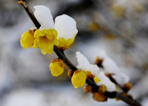 臘梅傲雪