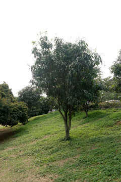 芒果樹