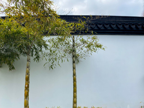 翠竹白墻