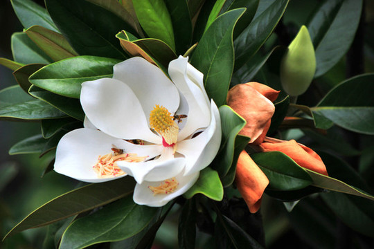 木蘭花