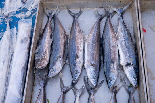 凍鲅魚