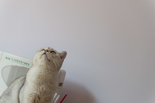 英短貓