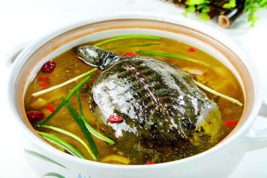 清湯甲魚