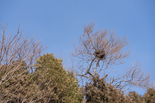 鳥窩