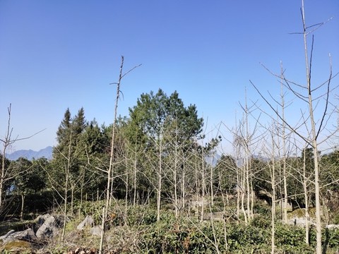 經(jīng)濟(jì)作物