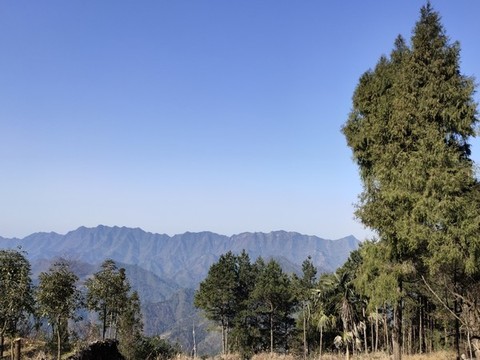 樹與遠山