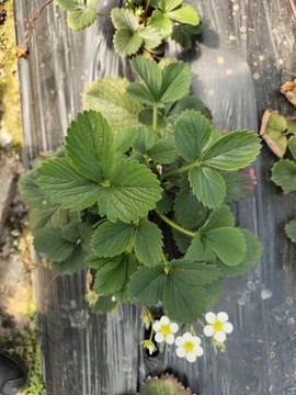 草莓基地