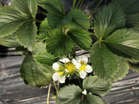 草莓花與葉