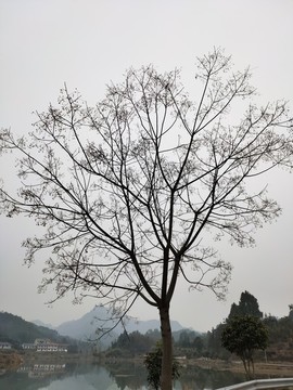 枯樹