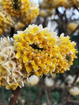 喜花
