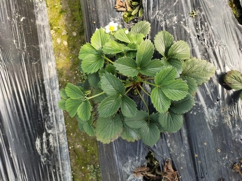 草莓植株特寫