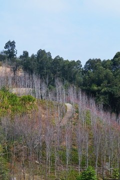 福山郊野公園