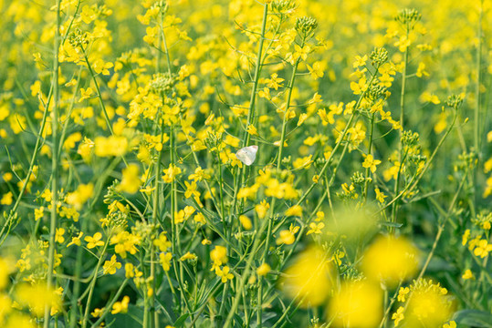 油菜花地