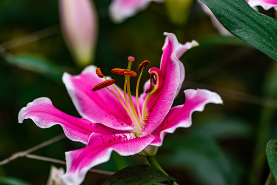 百合花
