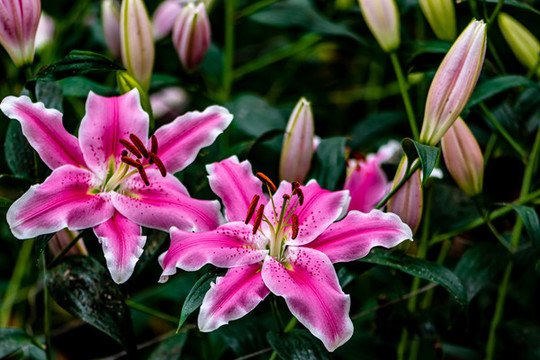 百合花
