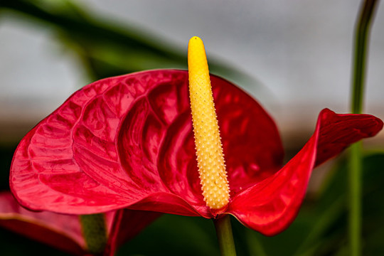 花燭