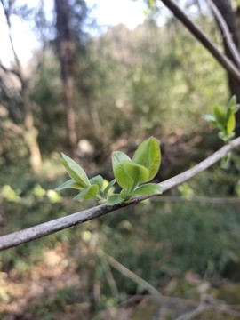 植物嫩葉