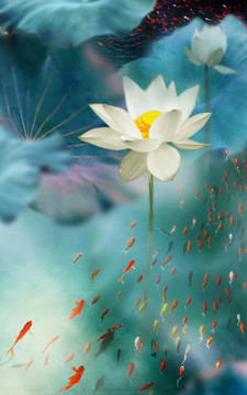 荷花鯉魚(yú)圖
