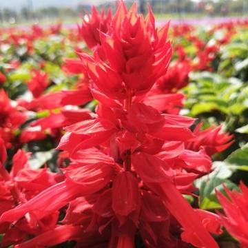 一串紅