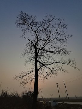 朝陽樹