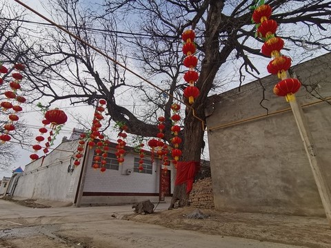 百年大樹