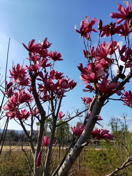 粉色玉蘭花