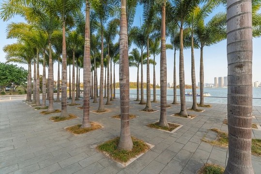 熱帶海邊城市的椰子樹林