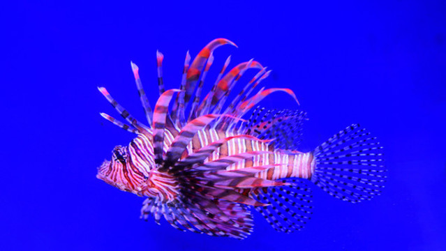 魚