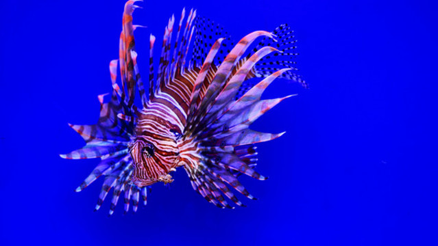 魚