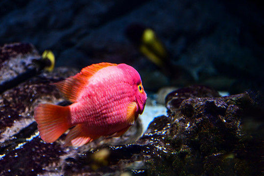 魚(yú)