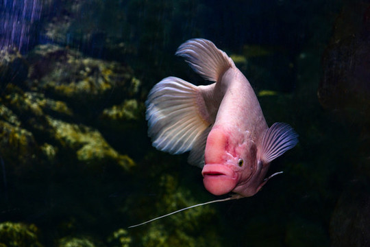 魚