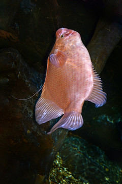 魚