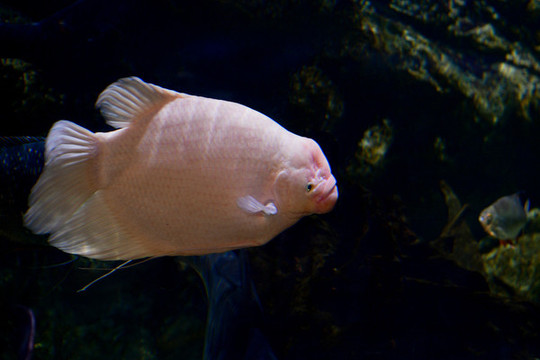 魚