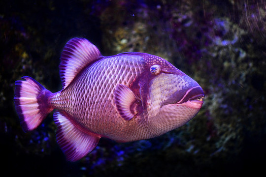 觀賞魚