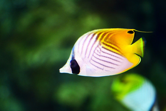 觀賞魚