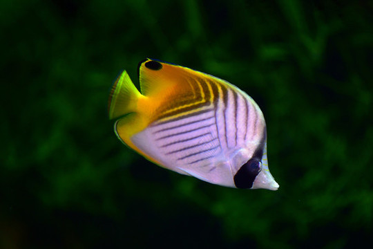 觀賞魚