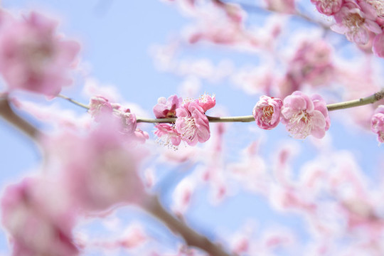 梅花