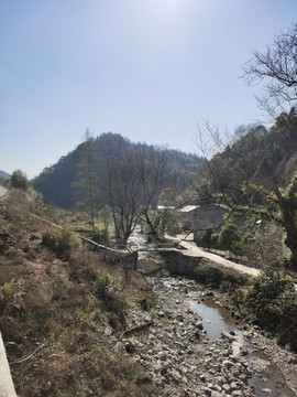 山溝溝里的大樹(shù)