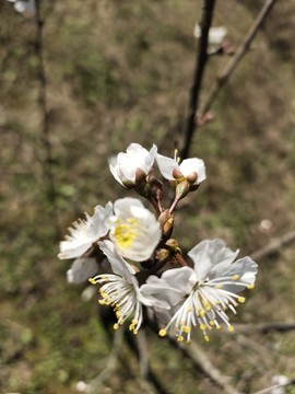 櫻花花兒開