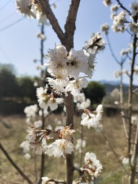 開花