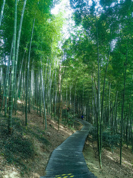 竹林