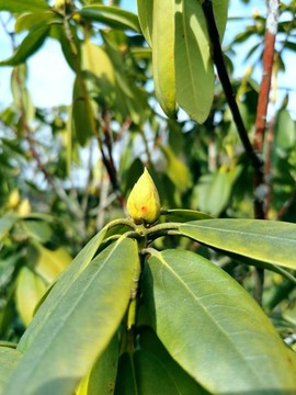 馬櫻花