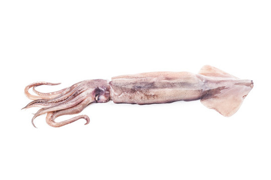 鮮魷魚(yú)