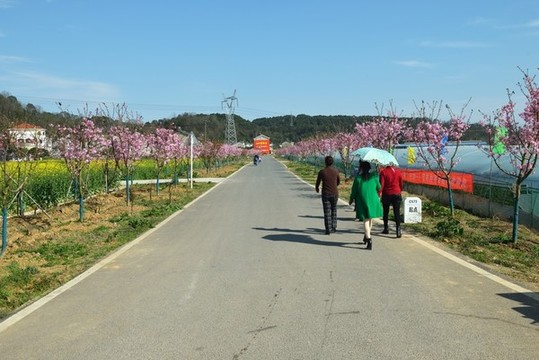 櫻花盛開