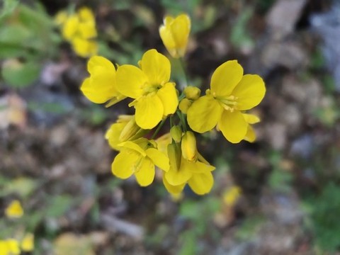 油菜花特寫