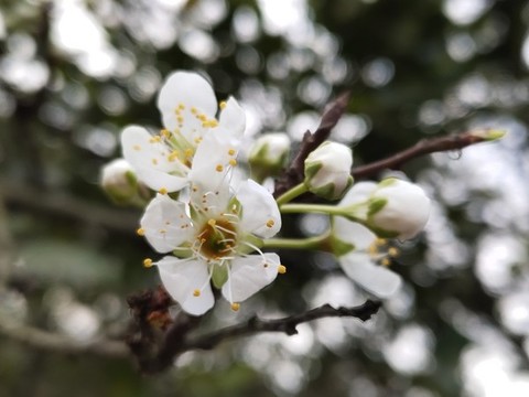 李子花開