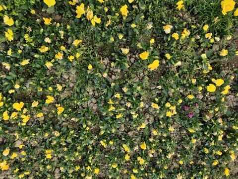 一地的小黃花
