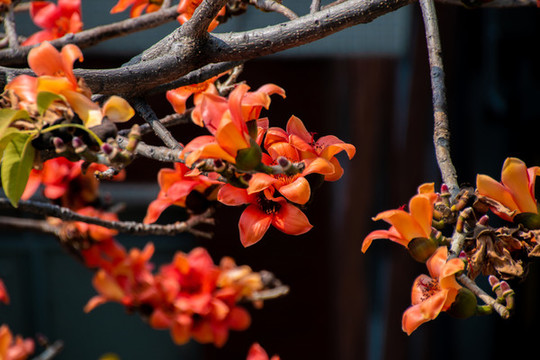 木棉花